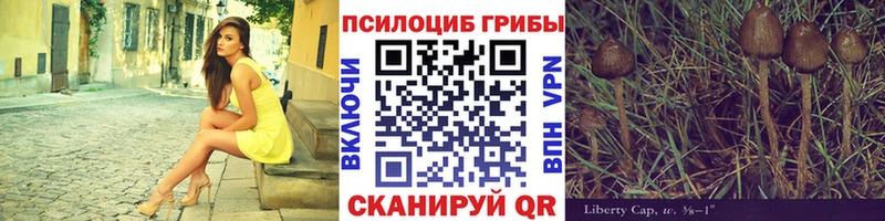 Псилоцибиновые грибы Psilocybine cubensis  Ставрополь 