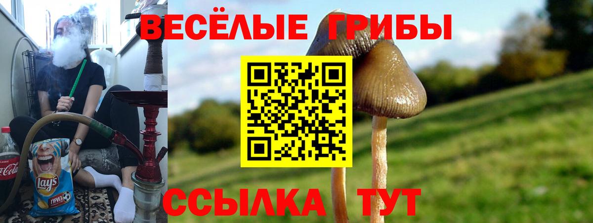 купить наркоту  Вход с VPN  Ставрополь  Псилоцибиновые грибы GOLDEN TEACHER  Псилоцибиновые грибы прущие грибы 